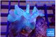 Lobophytum short finger 5-7 cm WYSIWYG acclimaté