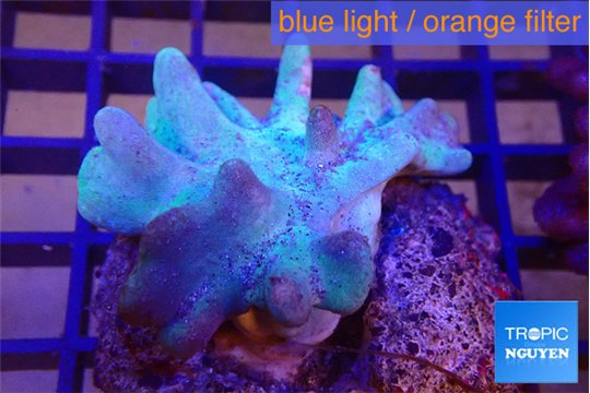 Lobophytum short finger 5-7 cm WYSIWYG acclimaté