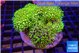 Pachyclavularia neon green 9-14 cm WYSIWYG acclimaté