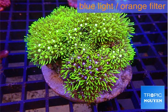 Pachyclavularia neon green 9-14 cm WYSIWYG acclimaté