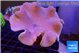 Sarcophyton long polyps 8-14 cm WYSIWYG acclimaté
