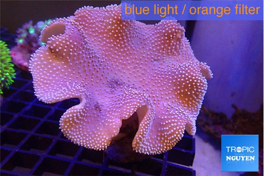 Sarcophyton long polyps 8-14 cm WYSIWYG acclimaté