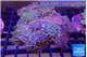 Ricordea purple green 5-6 polyps WYSIWYG acclimaté
