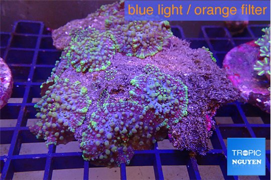 Ricordea purple green 5-6 polyps WYSIWYG acclimaté