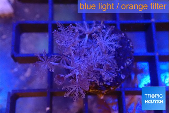 Xenia umbellata pumping 2-4 cm WYSIWYG acclimaté