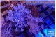 Xenia umbellata pumping 5-8 cm WYSIWYG acclimaté
