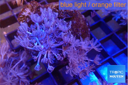 Xenia umbellata pumping 5-8 cm WYSIWYG acclimaté