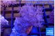 Xenia umbellata pumping 4-6 cm WYSIWYG acclimaté
