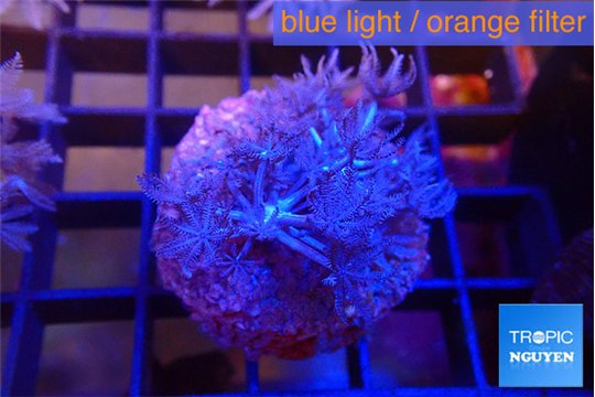 Xenia umbellata pumping 3-5 cm WYSIWYG acclimaté