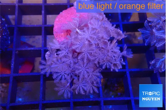Xenia umbellata pumping 4-6 cm WYSIWYG acclimaté