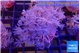 Xenia umbellata pumping 5-8 cm WYSIWYG acclimaté