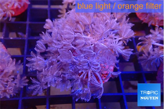 Xenia umbellata pumping 5-8 cm WYSIWYG acclimaté