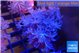 Xenia umbellata pumping 4-6 cm WYSIWYG acclimaté