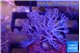 Xenia umbellata pumping 3-5 cm WYSIWYG acclimaté