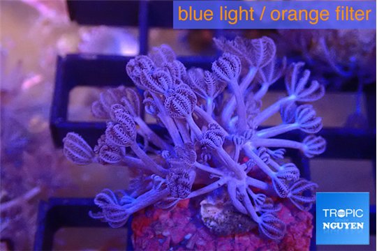 Xenia umbellata pumping 3-5 cm WYSIWYG acclimaté