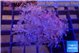 Xenia umbellata pumping 4-6 cm WYSIWYG acclimaté
