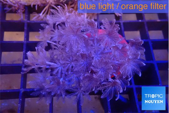 Xenia umbellata pumping 4-6 cm WYSIWYG acclimaté