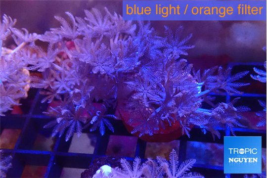 Xenia umbellata pumping 4-6 cm WYSIWYG acclimaté