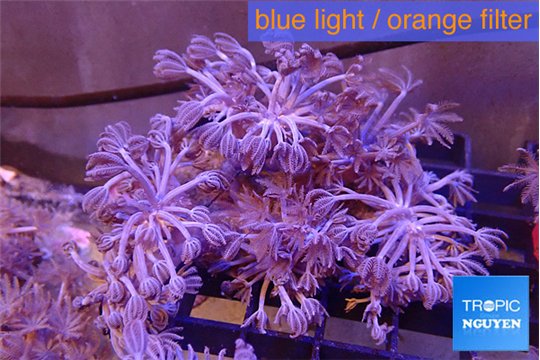 Xenia umbellata pumping 5-8 cm WYSIWYG acclimaté