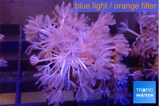 Xenia umbellata pumping 4-6 cm WYSIWYG acclimaté