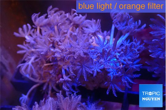 Xenia umbellata pumping 4-6 cm WYSIWYG acclimaté