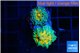 Ricordea yuma Dakota fusion 2 polyps WYSIWYG acclimaté