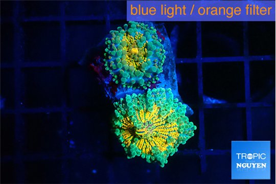 Ricordea yuma Dakota fusion 2 polyps WYSIWYG acclimaté