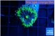 Ricordea yuma UFO 1 polyp WYSIWYG acclimaté