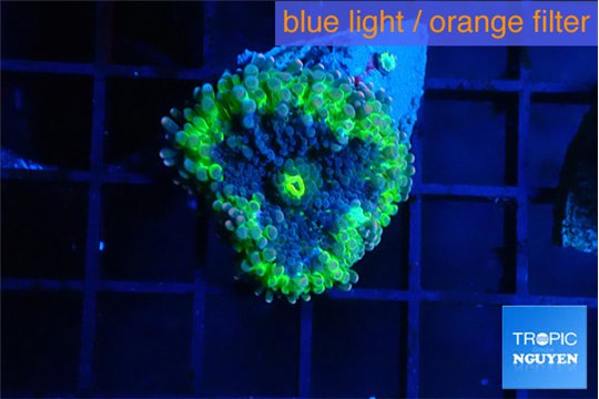 Ricordea yuma UFO 1 polyp WYSIWYG acclimaté