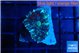 Rhodactis purple Tonga 1 polyp WYSIWYG acclimaté