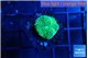 Ricordea floridae green 1 polyp WYSIWYG acclimaté