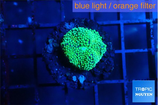 Ricordea floridae green 1 polyp WYSIWYG acclimaté