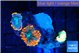 Rhodactis red blue superman 2 polyps WYSIWYG acclimaté