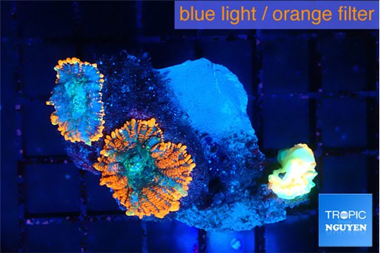 Rhodactis red blue superman 2 polyps WYSIWYG acclimaté