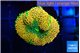 Ricordea floridae orange 1 polyp WYSIWYG acclimaté