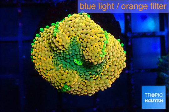 Ricordea floridae orange 1 polyp WYSIWYG acclimaté