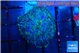 Rhodactis purple Tonga 1 polyp WYSIWYG acclimaté