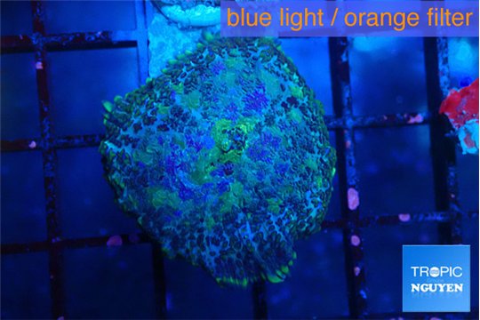 Rhodactis purple Tonga 1 polyp WYSIWYG acclimaté