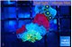 Ricordea yuma Dakota fusion & Zoanthus magician blue 3-4 cm WYSIWYG acclimaté