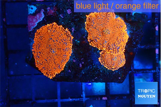 Rhodactis red devils 3 polyps WYSIWYG acclimaté