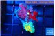 Ricordea yuma Dakota fusion 1 polyp WYSIWYG acclimaté