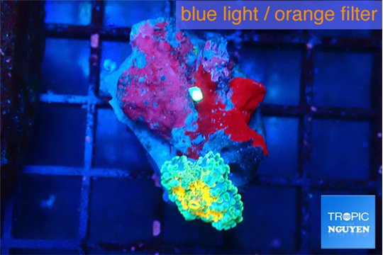 Ricordea yuma Dakota fusion 1 polyp WYSIWYG acclimaté