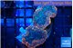 Rhodactis flash burn 2 polyps WYSIWYG acclimaté