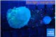 Discosoma avatar deep blue 2-3 polyps WYSIWYG acclimaté