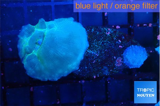 Discosoma avatar deep blue 2-3 polyps WYSIWYG acclimaté