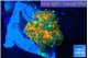 Ricordea yuma solar eruption 1 polyp WYSIWYG acclimaté