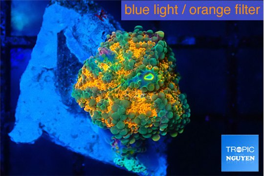 Ricordea yuma solar eruption 1 polyp WYSIWYG acclimaté
