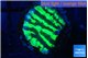 Merulina neon green petetin 2-3 cm WYSIWYG acclimaté