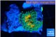 Ricordea yuma solar eruption 1 polyp WYSIWYG acclimaté