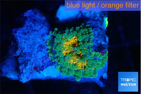 Ricordea yuma solar eruption 1 polyp WYSIWYG acclimaté
